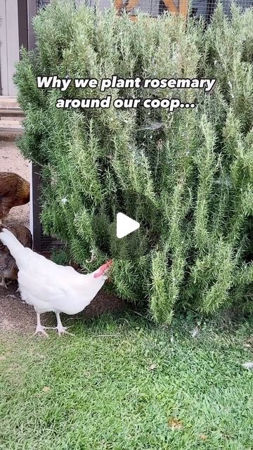 a white chicken standing in front of a green bush with an ad on it that says, why we plant rosemary around our coop?