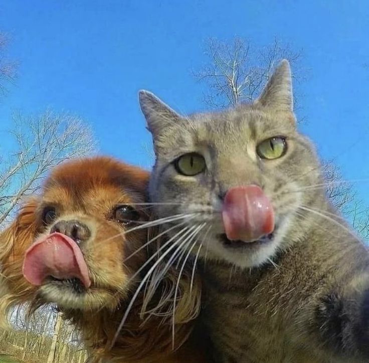 a dog and cat are sticking their tongues out