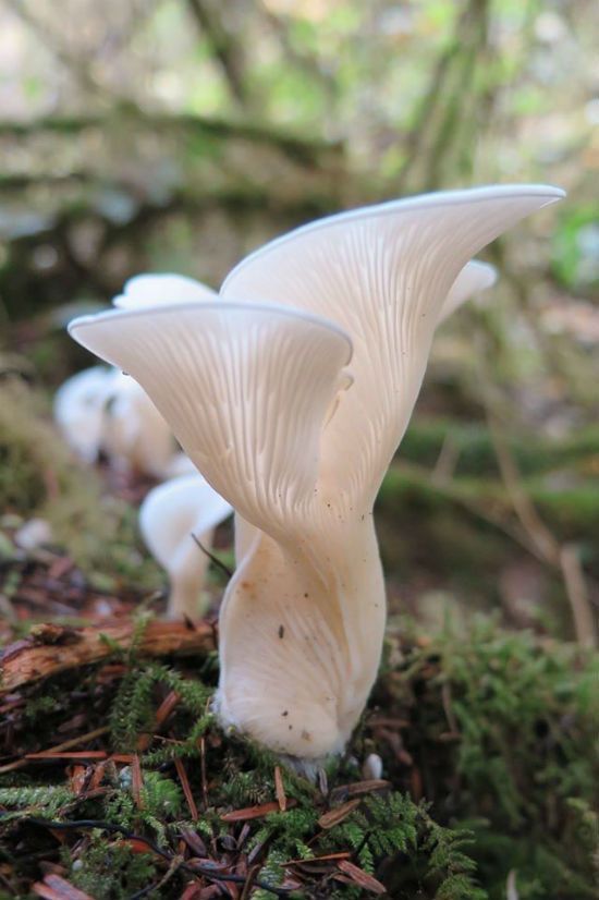 small white mushrooms are growing on the mossy ground