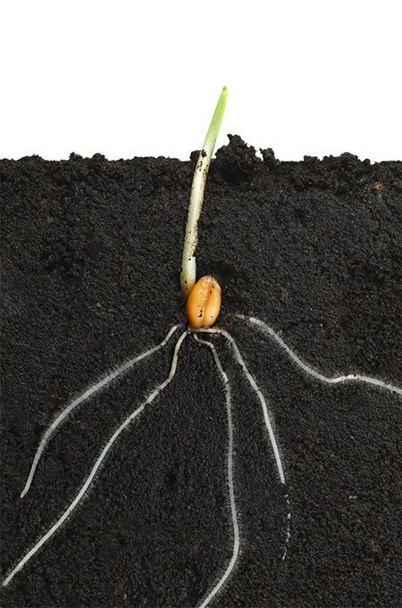 a plant sprouting from the ground with roots attached to it's end