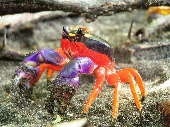 an orange and purple crab on the ground