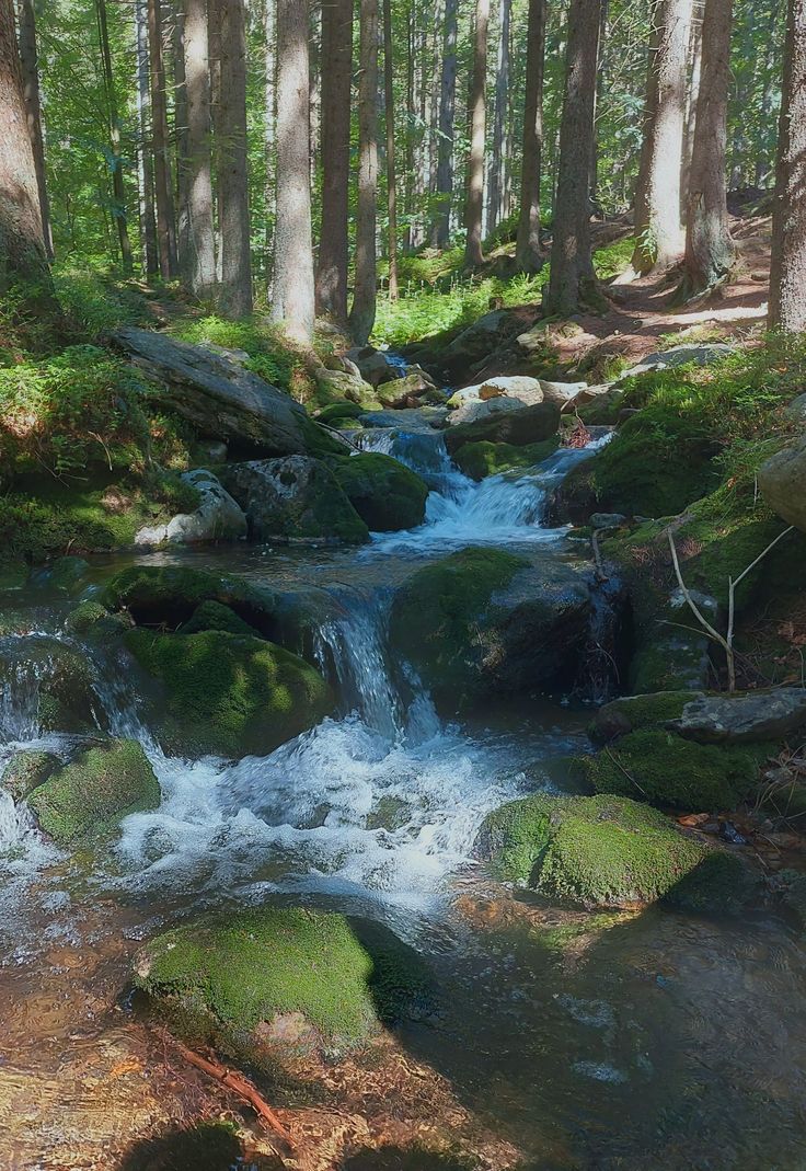 a stream running through a forest filled with lots of green mossy rocks and trees