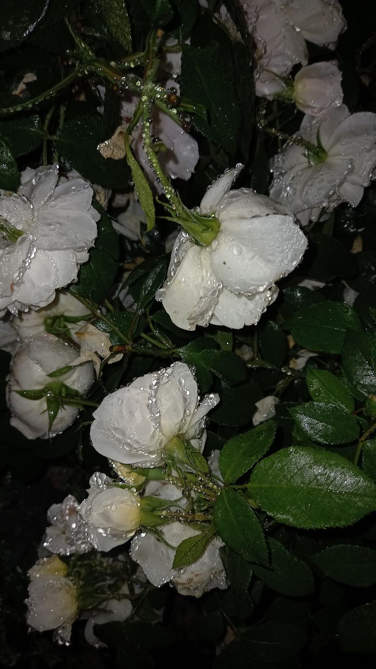 some white flowers with water droplets on them