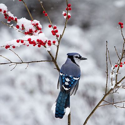 a blue bird sitting on top of a tree branch with red berries in the snow