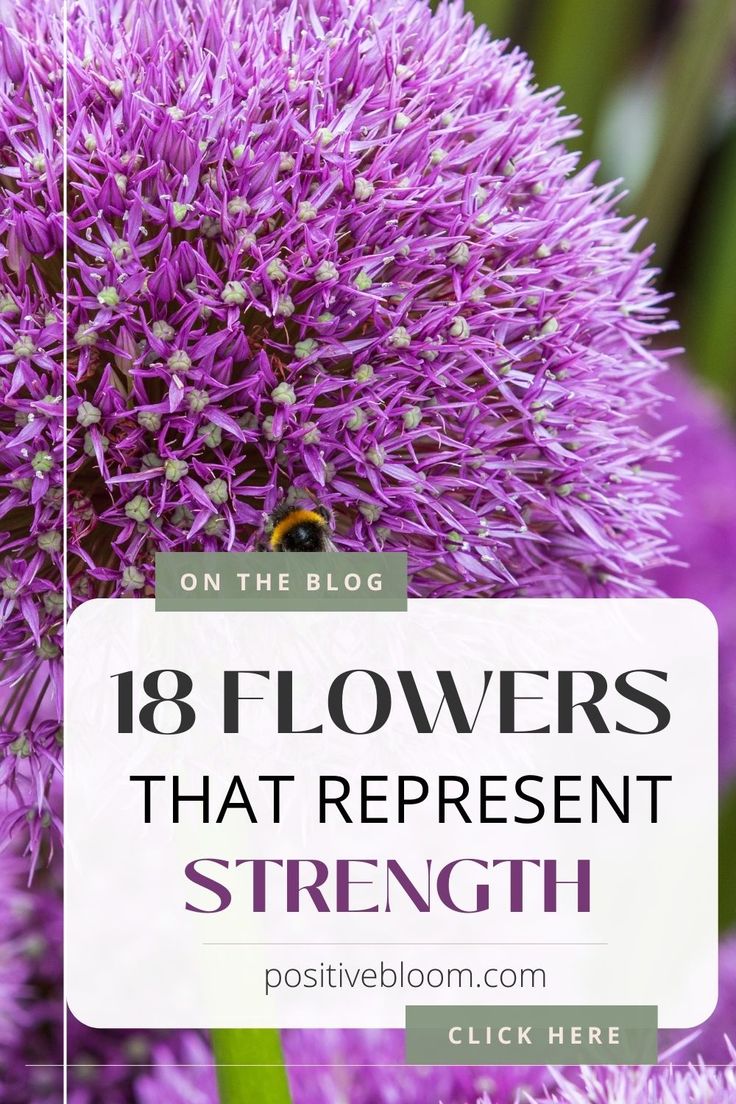 Check out a list of 18 flowers that represent strength, learn about their other meanings, and discover some of their history and tradition. Flowers For Strength Tattoo, Flowers Of Strength, Flowers Symbolizing Strength, Flowers Representing Strength, Flowers For Strength, Flower That Symbolizes Strength, Flowers Meaning Strength, Flower That Means Strength, Flower That Represents Strength