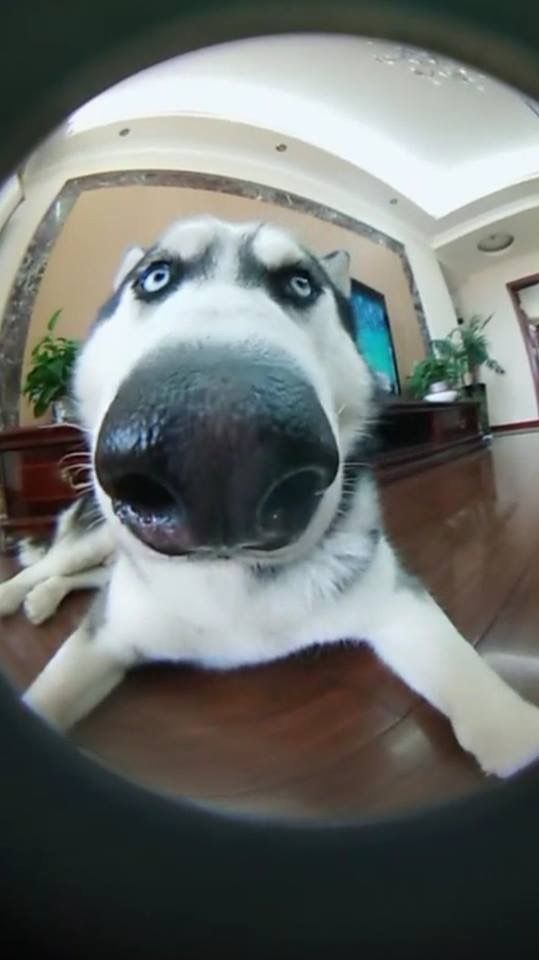 a dog is looking through a hole in the floor with its tongue out and it's eyes are wide open