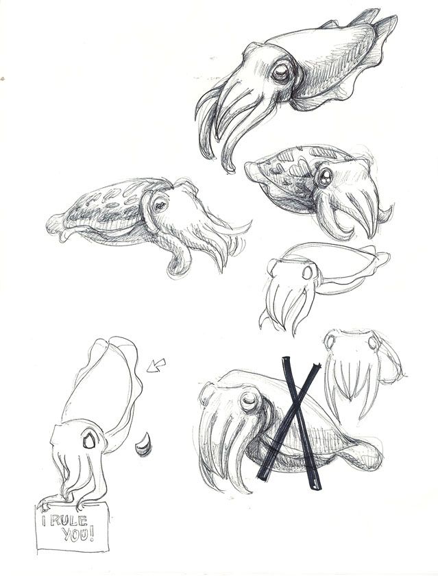 some drawings of different types of sea animals