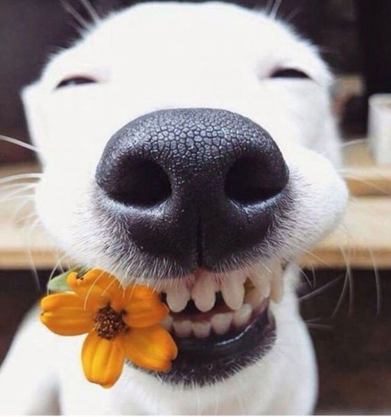 a white dog holding a yellow flower in its mouth and looking up at the camera