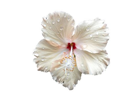 a white flower with drops of water on it