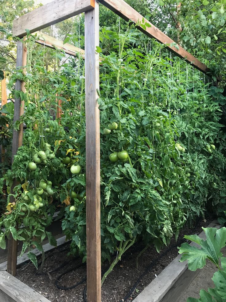 the garden is full of tomatoes and other vegetables