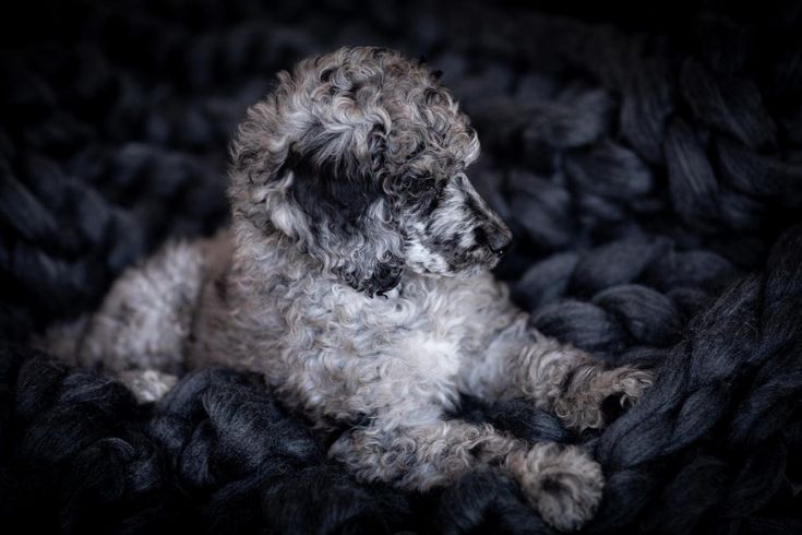 a dog is laying down on some black yarn