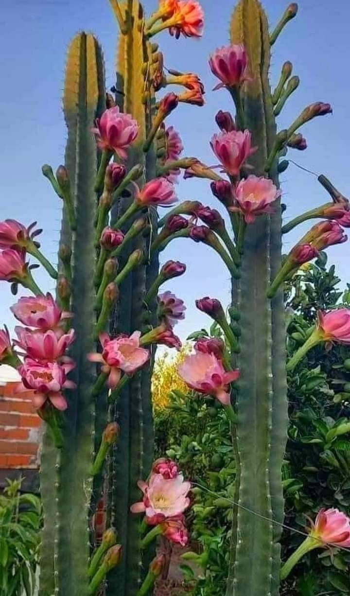 some pink flowers are growing on the side of a tall cactus plant in a garden