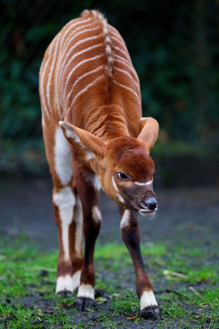 a baby antelope standing on top of a lush green field