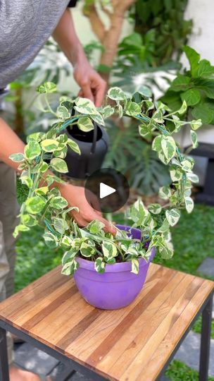 a person holding a potted plant on top of a wooden table next to a purple bowl