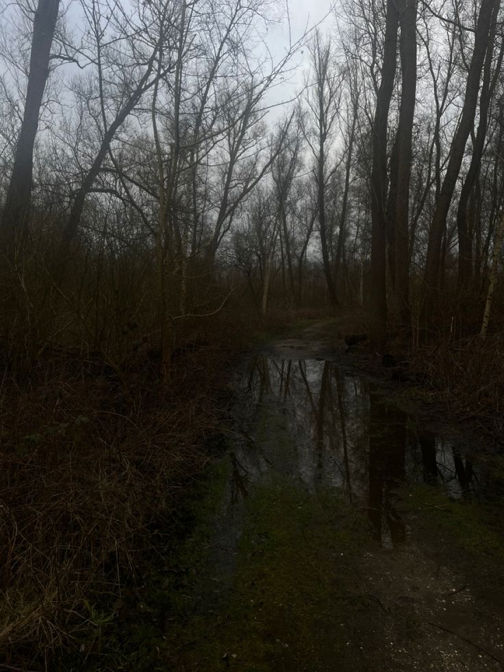 a small stream running through a forest filled with lots of leafless trees and grass