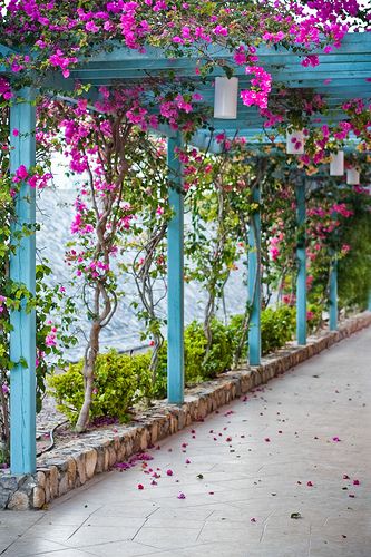 the walkway is lined with pink flowers and greenery on both sides, along with blue pillars