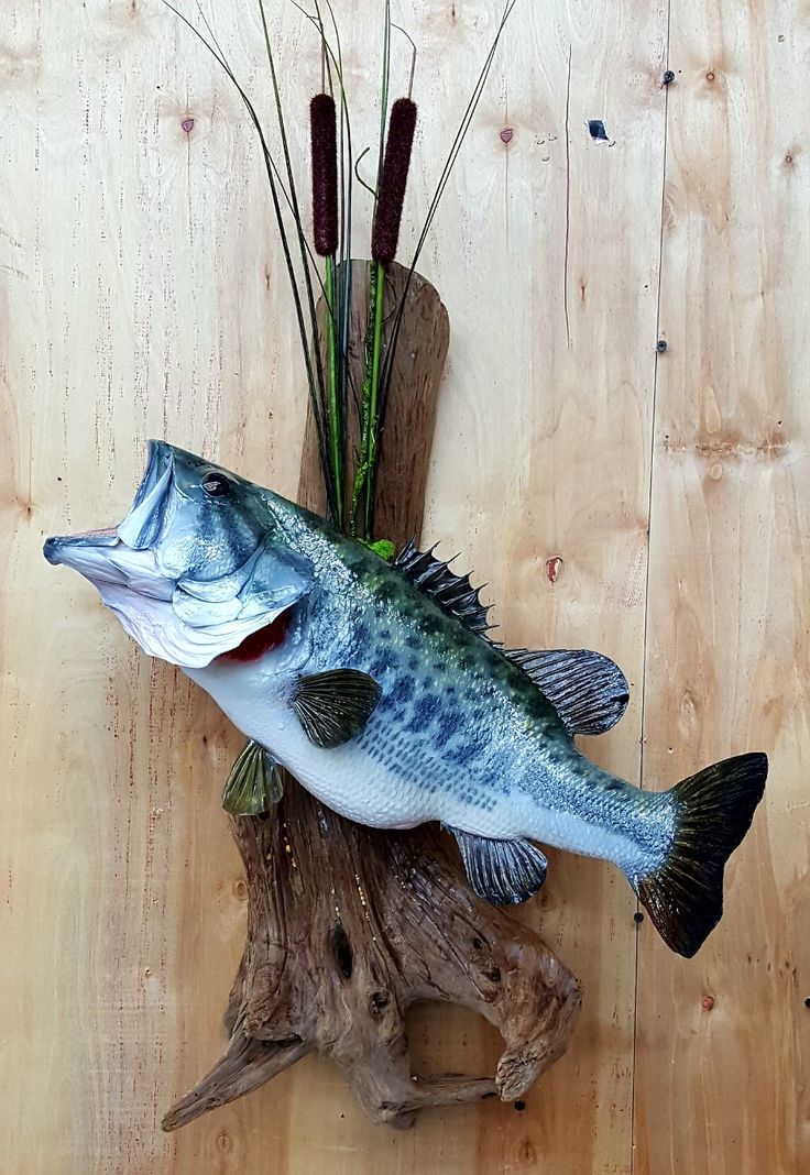 a blue fish is sitting on top of a piece of driftwood next to some plants