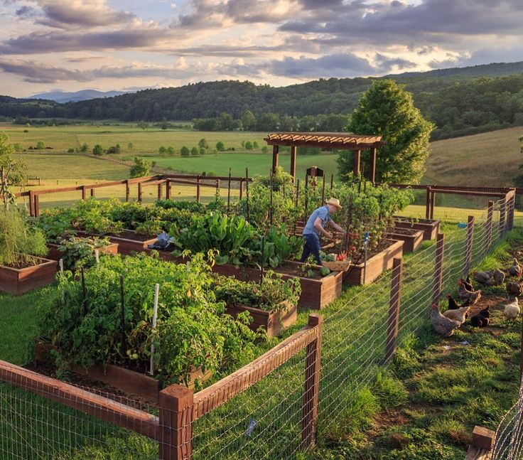 a man is tending to his garden in the field