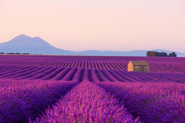 a lavender field with a small house in the middle and mountains in the background,