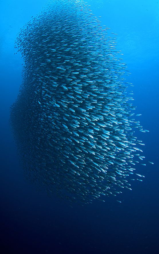 a large school of fish swimming in the ocean