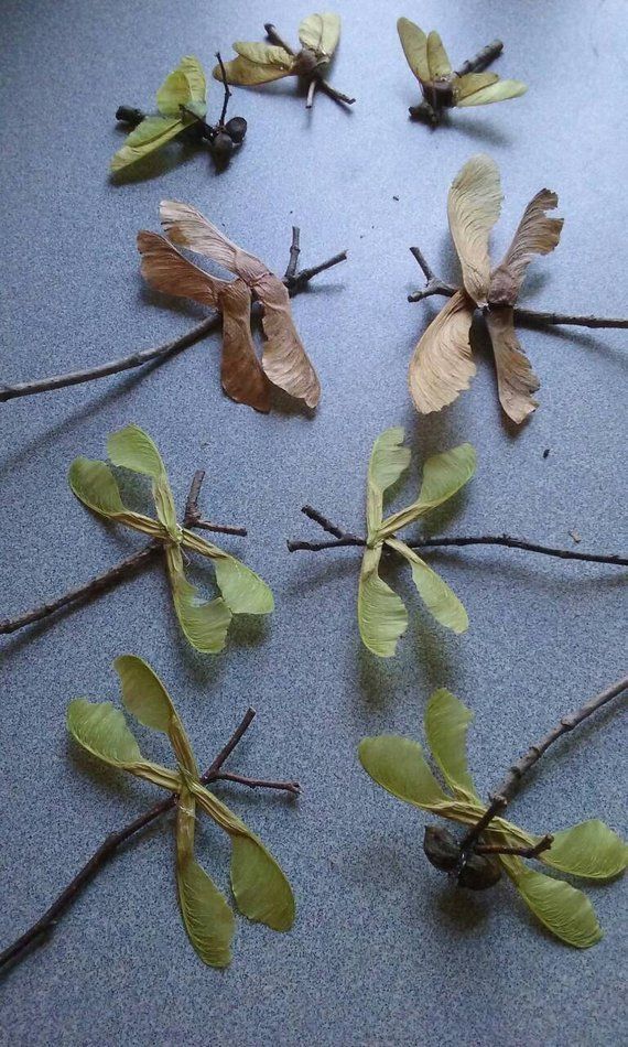 some leaves and twigs are arranged on the floor next to each other with one leaf missing