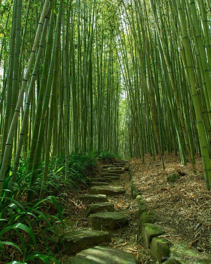 an image of a bamboo forest with steps leading up to the tree tops in it