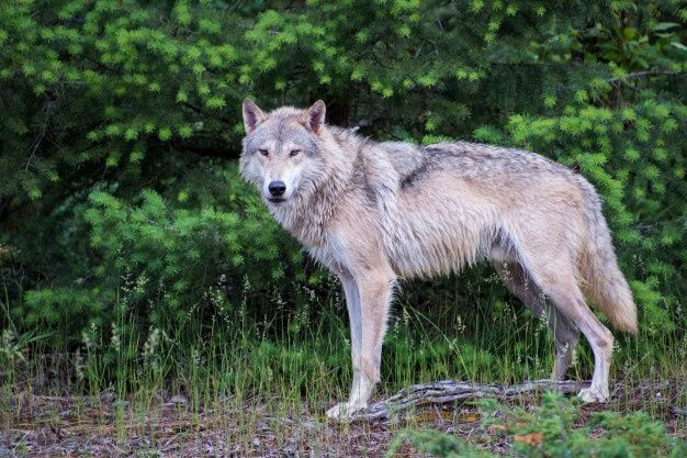 a wolf standing in the middle of a forest