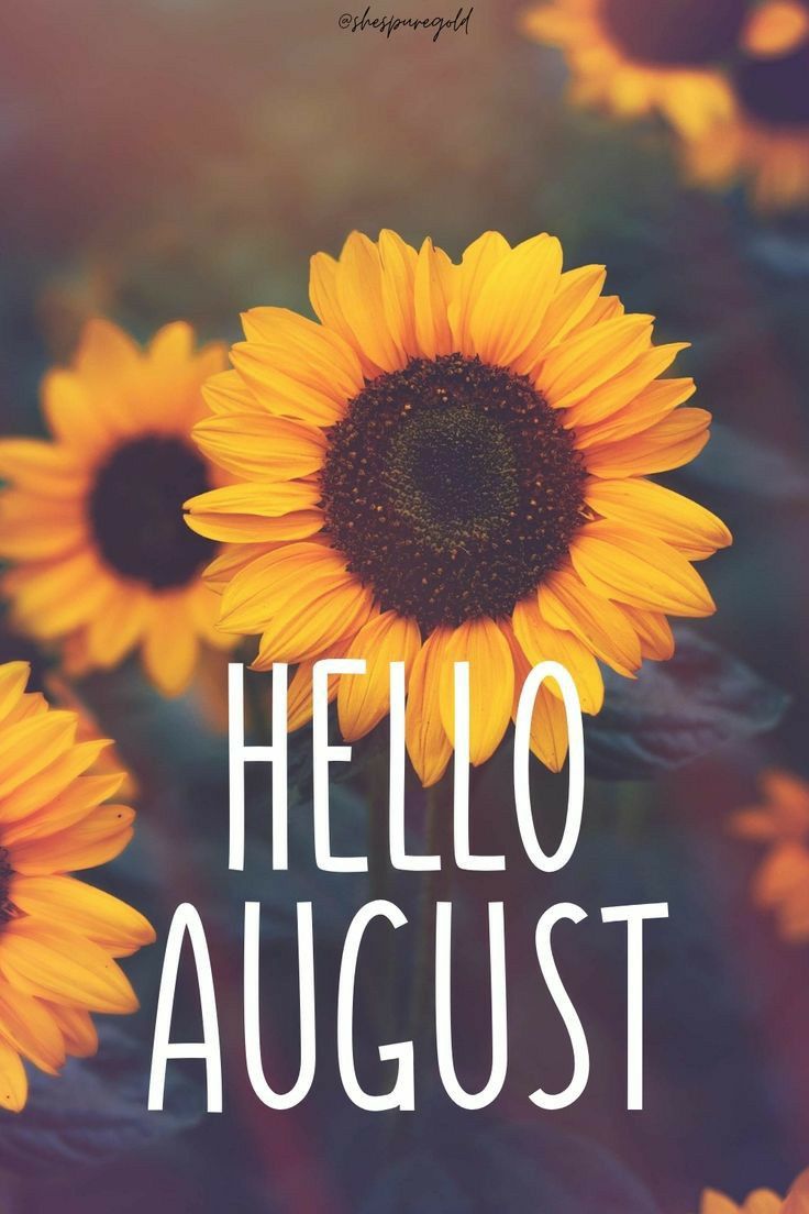 a sunflower with the words hello august in white lettering on it, surrounded by other yellow flowers