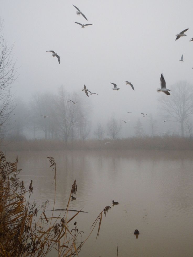 a flock of birds flying over a lake on a foggy day