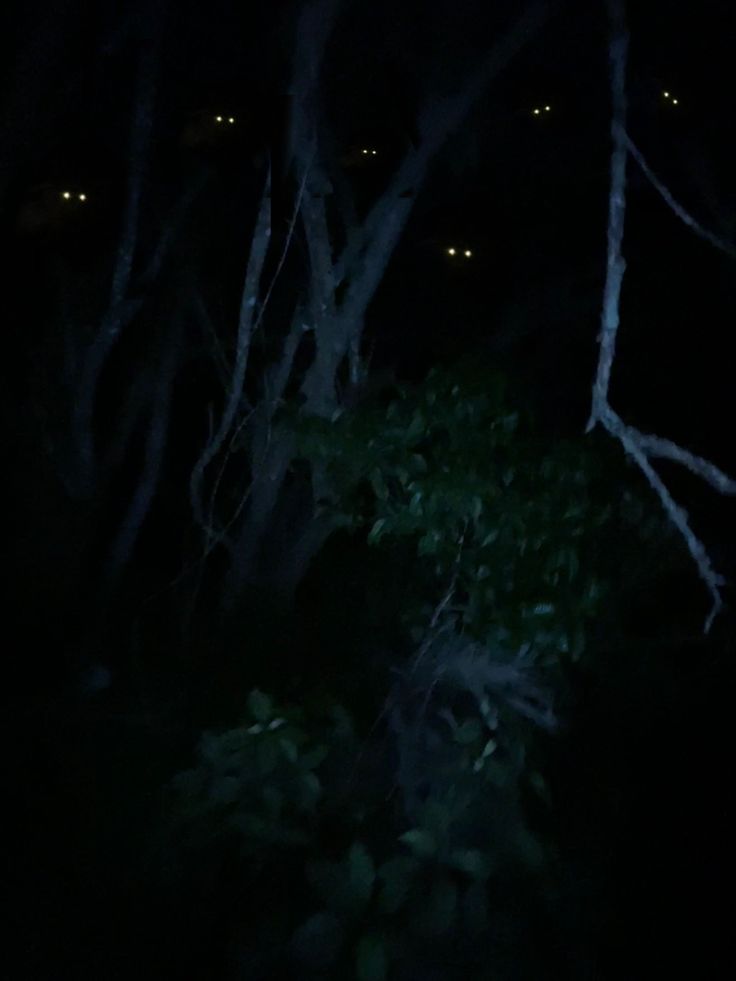 the trees are lit up at night with their eyes glowing in the dark, as if they were looking for something to eat