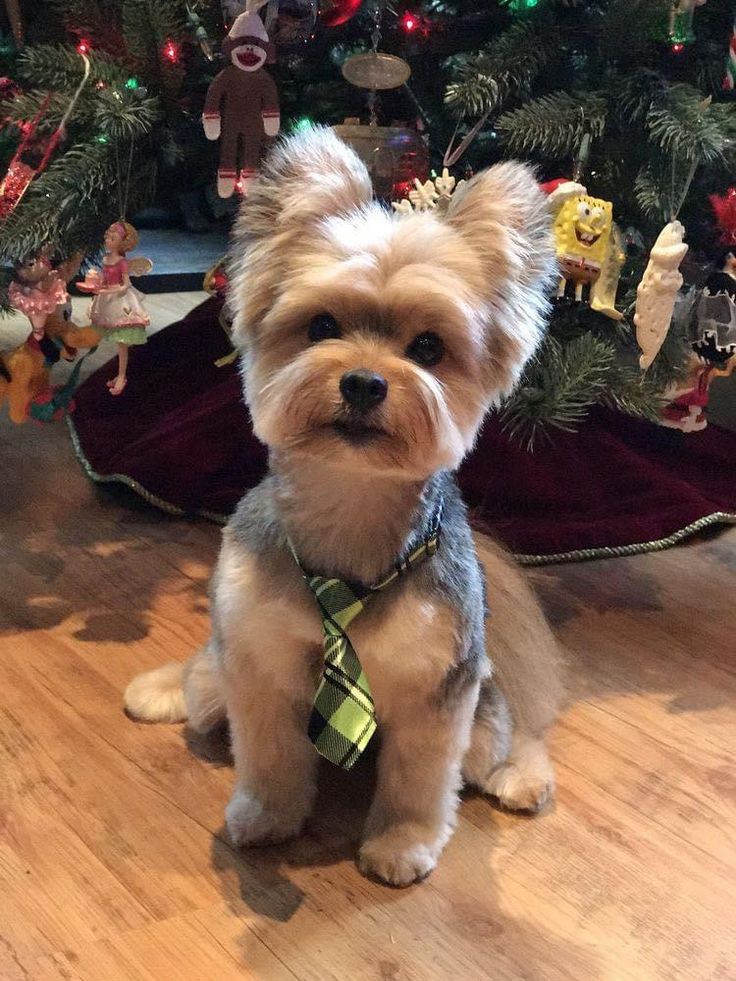 a small dog wearing a neck tie sitting in front of a christmas tree with ornaments