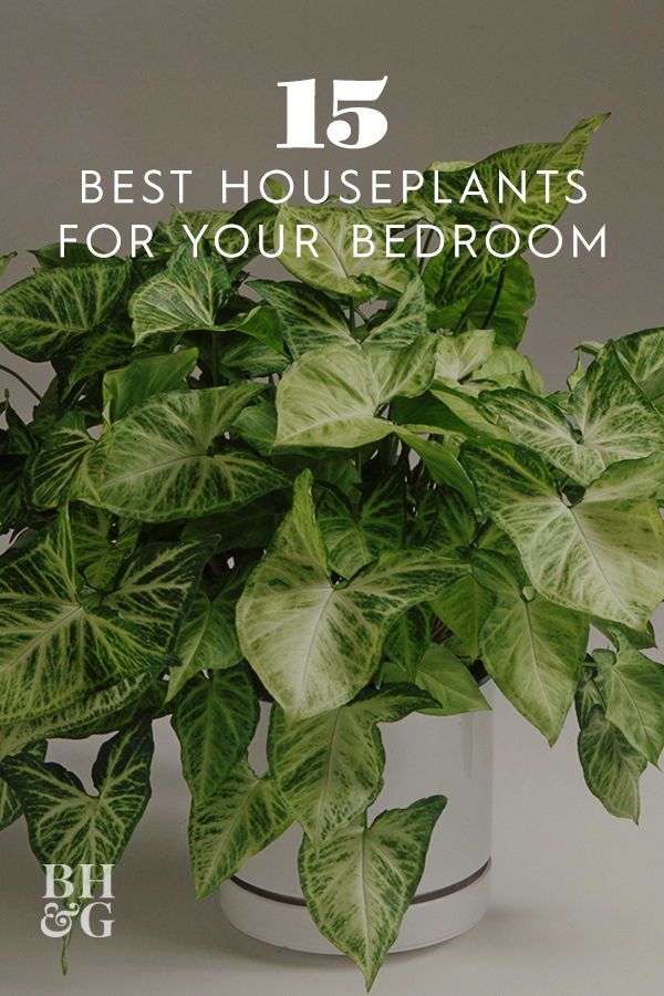 a potted plant with green leaves and the words 15 best houseplants for your bedroom