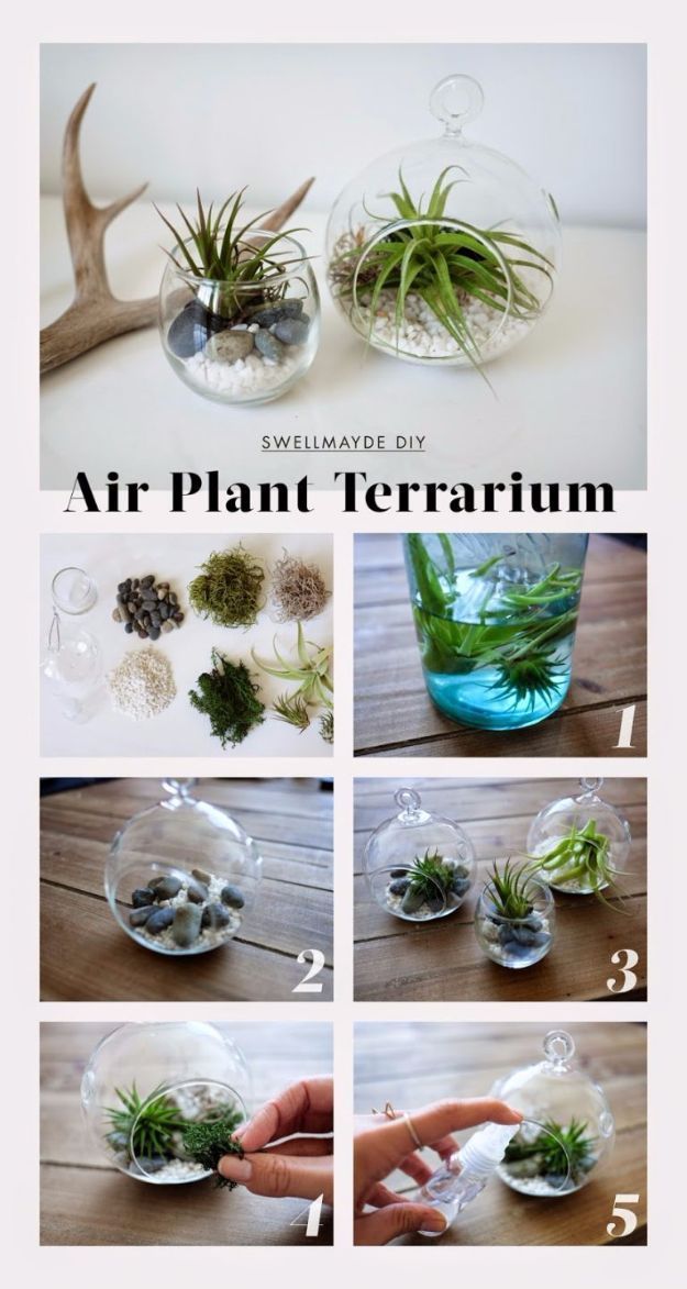 instructions to make an air plant terrarium