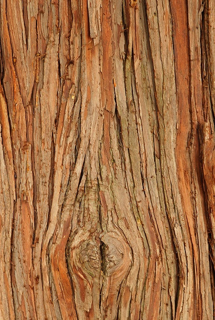 the bark of an old tree is brown