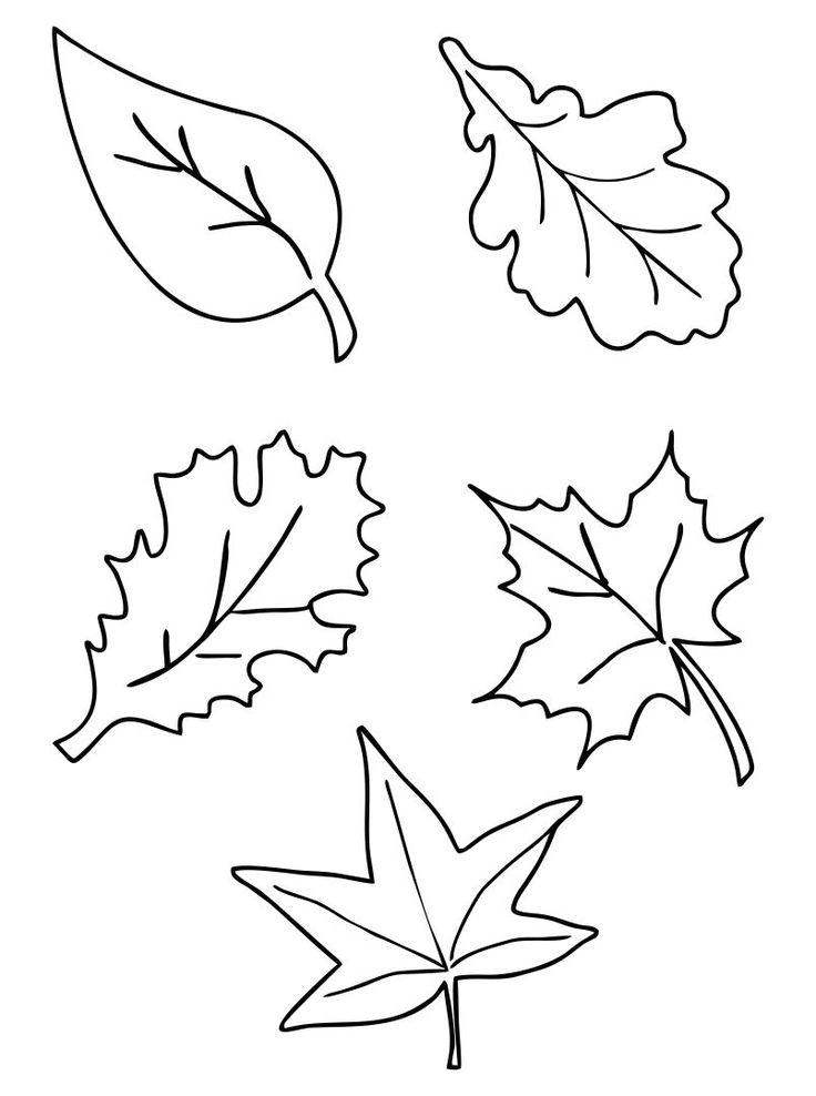 four leaf shapes are shown in black and white, including one with leaves on it