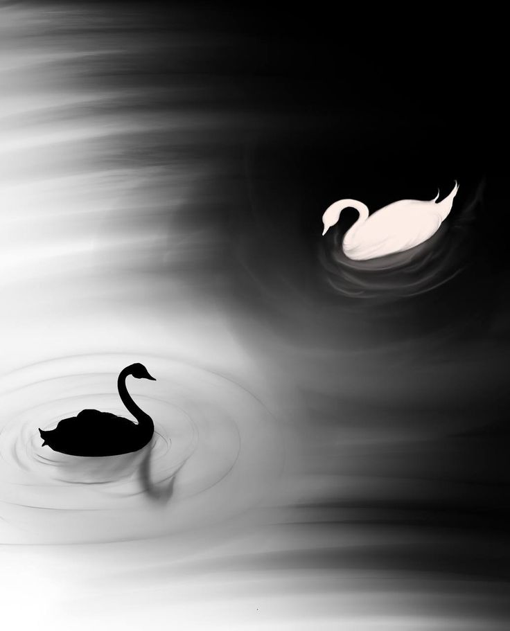 I draw balck and white swan lake with procreat on ipad pro Black Swan Animal, Black Swan Tattoo, Anime Ballet, Black And White Swan, Swan Drawing, Swan Animal, Swan Tattoo, Swan Wallpaper, Swan Painting