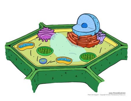 an animal cell diagram with all the parts labeled in it's own words and pictures