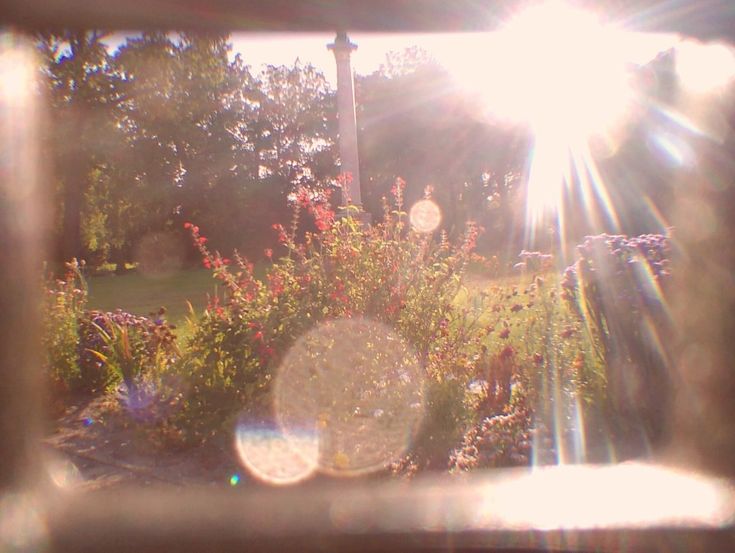 the sun shines brightly through some bushes and flowers