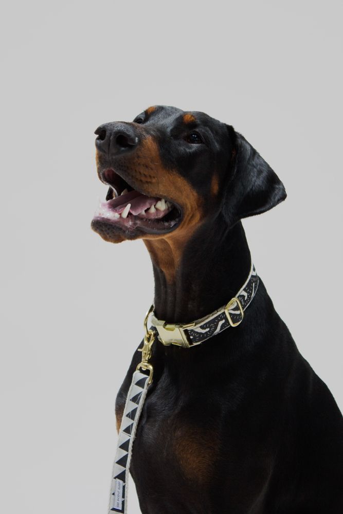 a black and brown dog wearing a collar