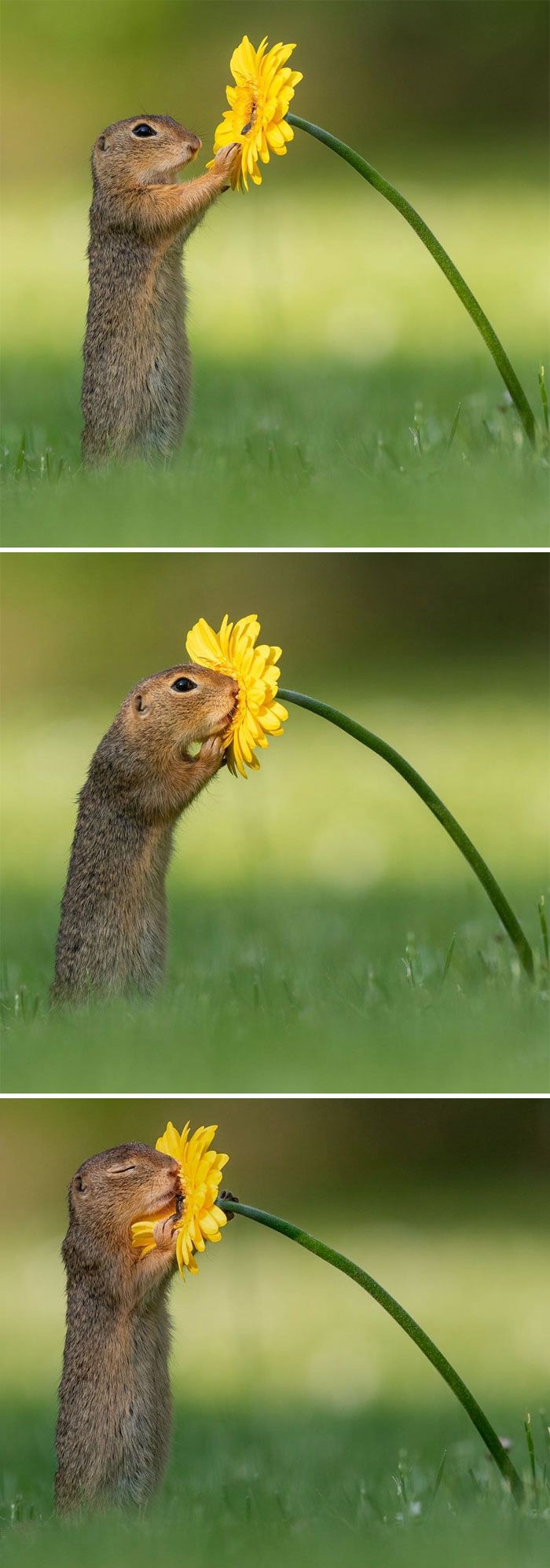 the squirrel is smelling the yellow flower with its mouth wide open, and then looking up at it's head