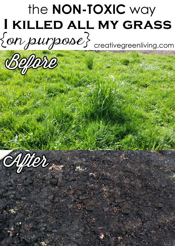 the before and after pictures of grass seeding