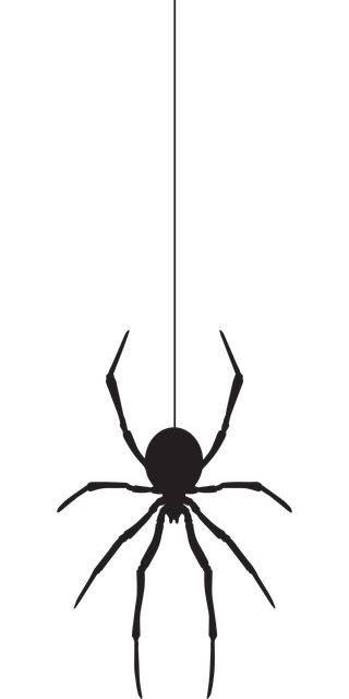 a black spider hanging from a wire on a white background