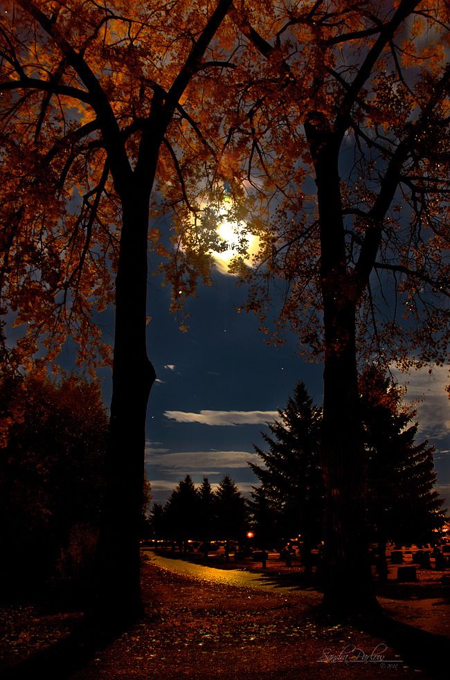 the full moon shines brightly through the trees