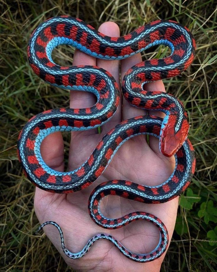 a hand holding a small red and blue snake