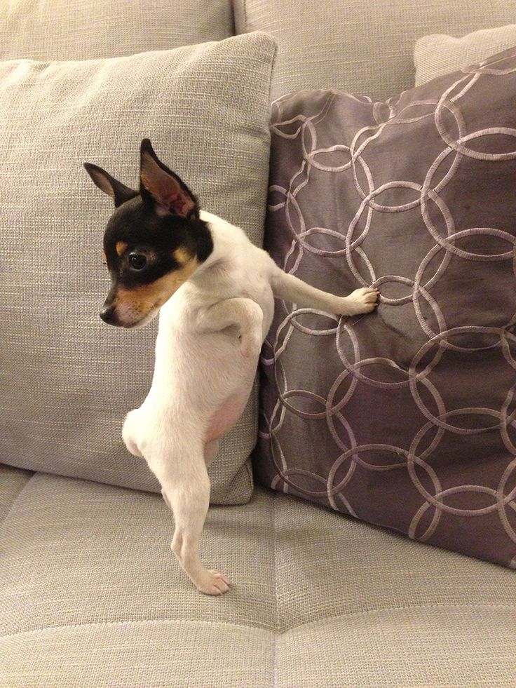 a small dog standing on its hind legs and pawing at the pillow in front of it