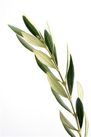 an olive branch with green leaves on a white background