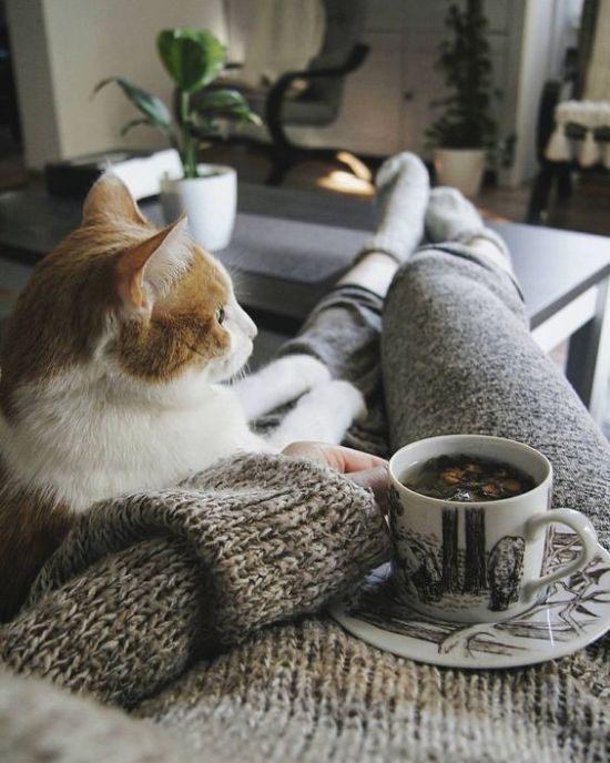 a cat sitting on top of a couch next to a cup of coffee