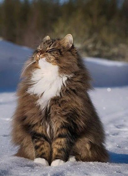 a brown and white cat sitting in the snow