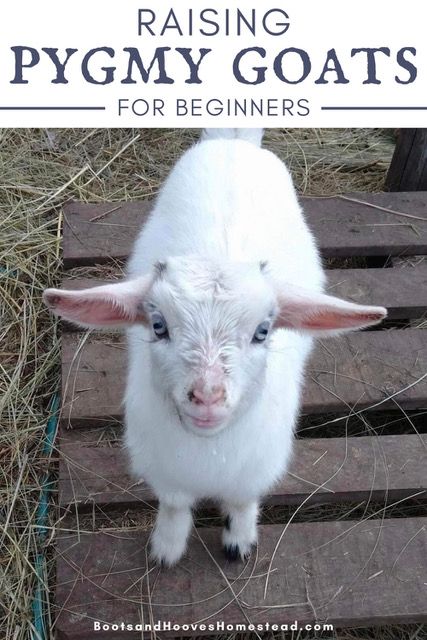 a small white goat standing on top of a wooden pallet