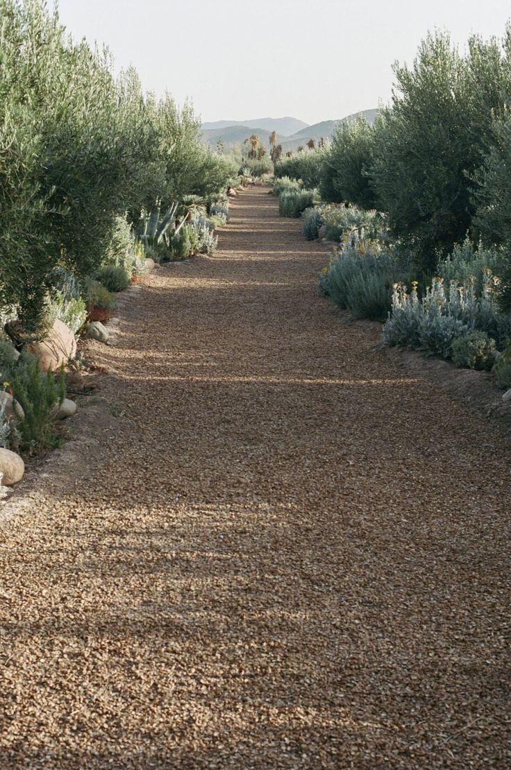 an empty dirt road surrounded by trees and bushes